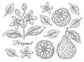 Bergamot, kaffir lime citrus fruit, tropical green lemon, branch with flower, leaves botanical sketch