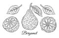 Bergamot, kaffir lime citrus juicy exotic fruit. Tropical green lemon botanical outline sketch. Vintage engraving. Vector drawing
