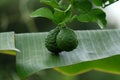 Bergamot (Kaffir Lime) fruits on banana leaf