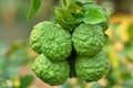 Bergamot (Kaffir Lime) fruits.