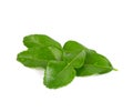 Bergamot kaffir lime leaves herb fresh ingredient isolated on white background