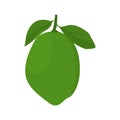 Bergamot or key lime vector botanical illustration of whole fruit with green leaves isolated on white background. Kaffir