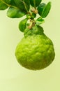 Bergamot