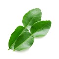 Bergamot leaf on white background Royalty Free Stock Photo