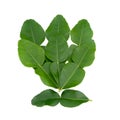 Bergamot leaves.