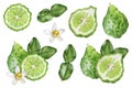 Bergamot with leaves and flower set watercolor isolated on white background