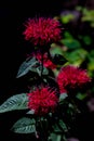 Bergamot monarda flower