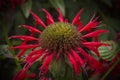 Bergamot Monarda Gardenview Scarlet bee balm herb plant Royalty Free Stock Photo