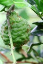 Bergamot natural herb Royalty Free Stock Photo