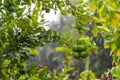 Bergamot oragne, Citrus bergamia at bergamot tree in rainy day Royalty Free Stock Photo