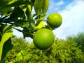 Bergamot orange. Citrus fruits of sour orange bergamot riping on thee close up