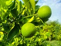 Bergamot orange. Citrus fruits of sour orange bergamot riping on thee close up