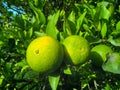 Bergamot orange. Citrus fruits of sour orange bergamot riping on thee close up