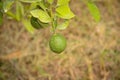 Bergamot orange. Citrus fruits of sour orange bergamot riping on thee close up