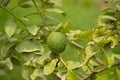 Bergamot orange. Citrus fruits of sour orange bergamot riping on thee close up