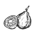 Bergamot orange engraving vector illustration