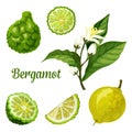 Bergamot orange fruit slice, kaffir lime plant Royalty Free Stock Photo