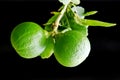 Bergamot orange hanging fruits with leaf isolated on black backg Royalty Free Stock Photo