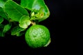 Bergamot orange hanging fruits with leaf isolated on black background Royalty Free Stock Photo