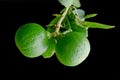 Bergamot orange hanging fruits with leaf isolated on black background Royalty Free Stock Photo