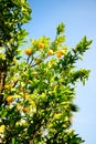 Bergamot plant and fruits