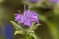 Bergamot plant, Monarda didyma