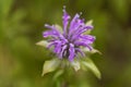 Bergamot plant, Monarda didyma