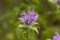 Bergamot plant, Monarda didyma