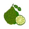 Bergamot with slice flat design, Bergamot isolated on white background.