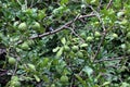 Bergamot tree farm, kaffir Lime Leaf farm Herb for Bergamot Oil Royalty Free Stock Photo