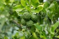 Bergamot on Tree (Kaffir Lime) Royalty Free Stock Photo