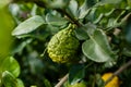 Bergamot on Tree (Kaffir Lime) Royalty Free Stock Photo