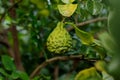 Bergamot on Tree (Kaffir Lime) Royalty Free Stock Photo