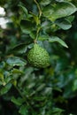 Bergamot on Tree (Kaffir Lime) Royalty Free Stock Photo