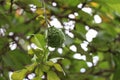 Bergamot on tree in natural background