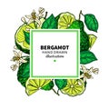 Bergamot vector drawing frame. Isolated template of citrus fruit