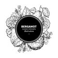 Bergamot vector drawing frame. Isolated vintage template of cit