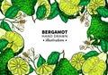 Bergamot vector drawing frame. template of citrus fruit