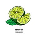 Bergamot vector drawing. Isolated vintage illustration of citru