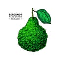 Bergamot vector drawing. Isolated vintage illustration of citru