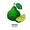Bergamot vector drawing. Isolated vintage illustration of citru
