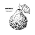 Bergamot vector drawing. Isolated vintage illustration of citru