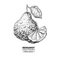 Bergamot vector drawing. Isolated vintage illustration of citru