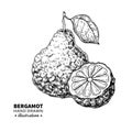 Bergamot vector drawing. Isolated vintage illustration of citru