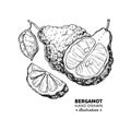 Bergamot vector drawing. Isolated vintage illustration of citru