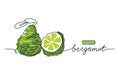 Bergamot vector drawn sketch, color illustration for label design. One continuous line art drawing with lettering