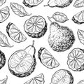 Bergamot vector seamless pattern drawing