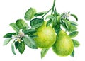 Bergamot watercolor illustration. Citrus branch with flowers, isolated background, botanical painting. Tropical fruit Royalty Free Stock Photo