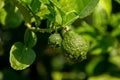 Bergamots fresh, bergamots with the leaves, bergamot Thai fruits are fragrant and sour.