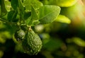 Bergamots fresh, bergamots with the leaves, bergamot Thai fruits are fragrant and sour.